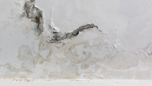 Untitled Design 28 300x169 - Mould Removal and Damp Proofing