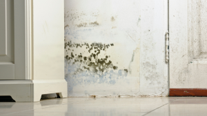 Untitled Design 29 300x169 - Mould Removal and Damp Proofing