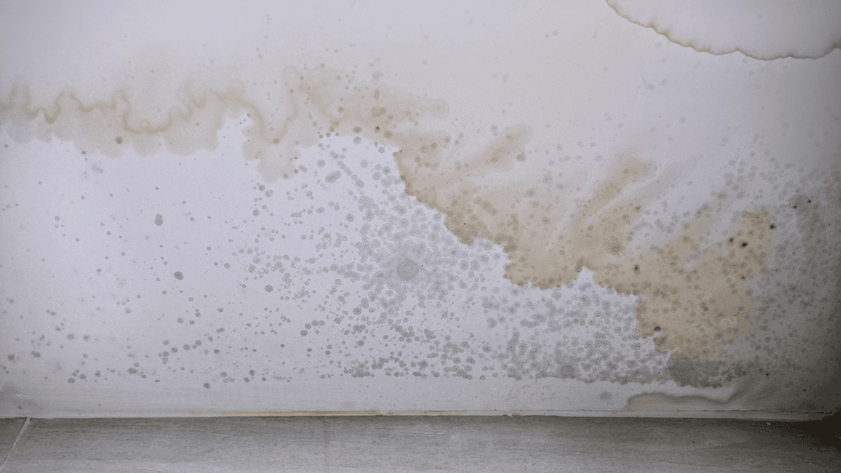 Untitled Design 33 - Mould Removal and Damp Proofing
